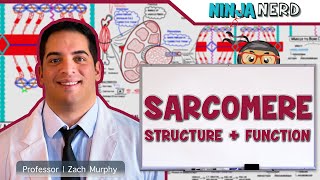 Musculoskeletal System  Sarcomere Structure Actin amp Myosin [upl. by Lisha]