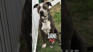 The Dog Episode  78  Dog Facts 101  American Bull Dane  American Bully X Great Dane  shorts [upl. by Rufe]