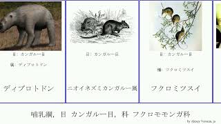 哺乳綱 目 カンガルー目 科 フクロモモンガ科 mammal Moonrise フクロミツスイ チビフクロモモンガ属 Diprotodontia ニオイネズミカンガルー属 ディプロトドン [upl. by Abijah]