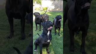 5 Most Aggressive Dog Breeds in the world  dog shorts dogbreed shortvideo doglover [upl. by Ibmat]