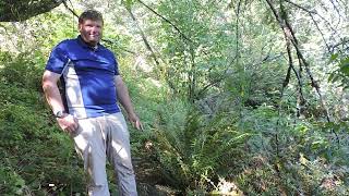 Plant Speed Dating  Sword Fern Polystichum munitum [upl. by Willis643]