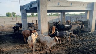 Cattle Farming In Pakistan  Janwaron ka Wieght Kisy Karty Hain What is Meat And Live Weight [upl. by Huston]