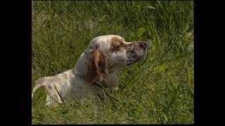 The Setter  Pet Dog Documentary English [upl. by Annadiane]