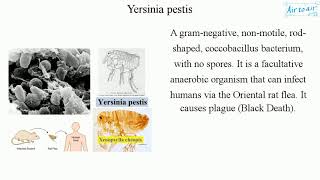 Yersinia pestis [upl. by Nunciata]