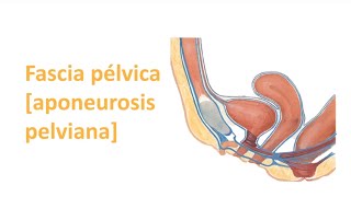 Fascia Pélvica Aponeurosis pelviana [upl. by Leavitt775]