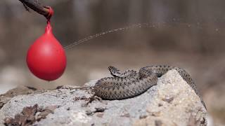 vipera berus slow mo [upl. by Retsevel]