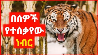 🔴 በሰዎች እየተሰቃየ ያደገው ነብር  film wedaj  mert film  ምርጥ ፊልም  sera film [upl. by Linder141]