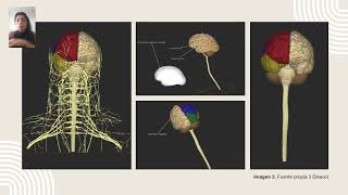 Procesos cognitivos Estructuras anatómicas y Circuitos cerebrales Eje 4 Neuropsicología [upl. by Nadeau]