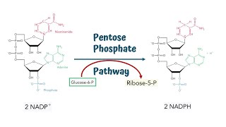 Pentose Phosphate Pathway  Hexose Monophosphate Shunt  Steps and Process [upl. by Nichol576]