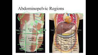 Dr Benaduce Abdominopelvic Regions amp Quadrants Introduction to Anatomy Lecture [upl. by Nahguav]