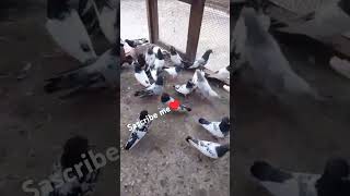 Highflyers shortvideo pigeon mauaima trendingvideo viral [upl. by Nacul]