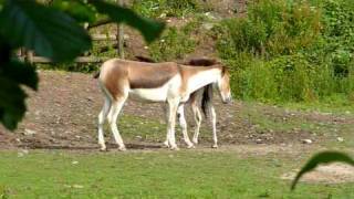 Equus Onager Hemionus Onagres [upl. by Eihpos543]