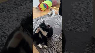 How my kitten annoys my adult cat part 2 cat catmom catmemes [upl. by Adnirb]