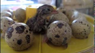 Quail Hatch in Home Incubator [upl. by Broome719]