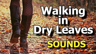 Footsteps on Dry Leaves Sound Effect  Crunching Leaves Underfoot walking Sound Effect [upl. by Shieh]