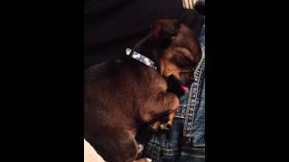 Puggle Puppy Oscar Sleeping With His Tongue Sticking Out [upl. by Lessur]