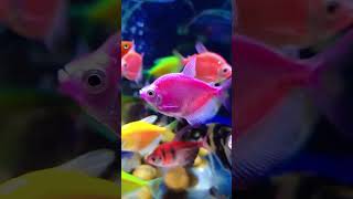 Serene Fish Tank  Calming Aquarium Views for Stress Relief aquarium fish fishtank [upl. by Amber]