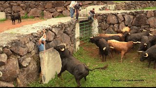 “Apartar de Touros” – Ganadaria AA – Álvaro Amarante – Ilha de São Jorge [upl. by Laureen]