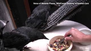 Baby Crows Being Taught How to Selffeed at WildCare [upl. by Marya192]