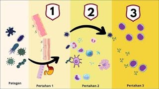 Sistem Imun Pada Manusia  Komponenkomponen Lapisan Pertahanan Ke2  Penjelasan Sederhana [upl. by Winzler]