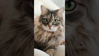 quotHow to Prevent Hairballs in Cats  Tips for a Happier Healthier Catquot [upl. by Ahsinot]