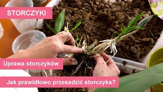 Storczyki  przesadzanie różnych gatunków storczyków Uprawa i pielęgnacja storczyków [upl. by Pine683]