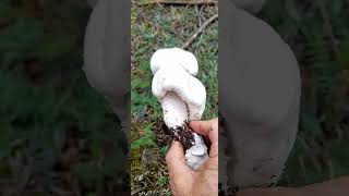 AGARİCUS ARVENSİSÇAYIR MANTARIAT EVLEĞİHORSE MUSHROOM [upl. by Pergrim]