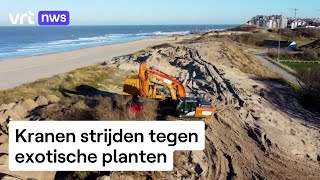 Vertrouwd beeld aan de kust komende jaren kranen gaan strijd aan met exotische planten [upl. by Durman]