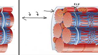 Sarcoplasmic Reticulum and T Tubules [upl. by Yenahs745]