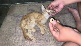 Cat ko mar diya cat pet animals [upl. by Monto]