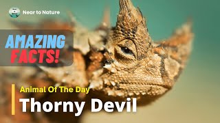 Animal Of The Day Thorny Devil  AMAZING FACTS [upl. by Shurlocke849]