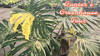 Gunters Greenhouse Tour [upl. by Aihsekal]