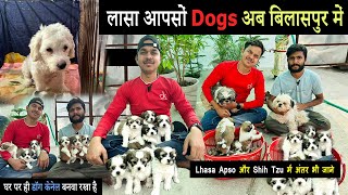 lhasa apso puppies  lhasa apso bilaspur  dog kennel bilaspur chhattisgarh  bilaspur dog house [upl. by Lrae]