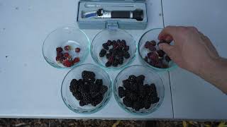 Comparing Blackberries Loganberries Tayberries and Marionberries [upl. by Lednor]