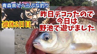 青森県の野池でへらぶな釣り！りんご 畑のど真ん中で [upl. by Yelsew]