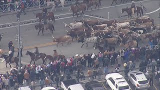 Denver returns to quotCow Townquot status dozens of Longhorns kick off National Western Stock Show Parade [upl. by Ecyarg]