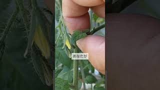 515ミニトマトの脇芽取り 週に1回は脇芽を取って下さい 大量収穫をするために [upl. by Snoddy]