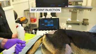 Ultrasoundguided arthrocentesis amp intraarticular injections of the hip amp shoulder joints in dogs [upl. by Bergman755]