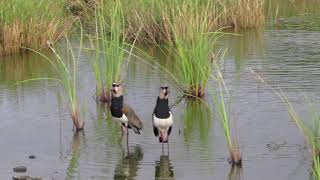 Southern Lapwings on Bonaire [upl. by Nepean17]