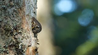 Emotions dans les forêts des Carpates [upl. by Conard961]