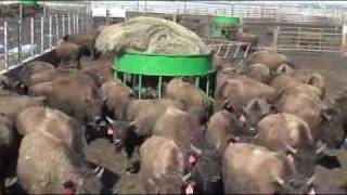 Hay Hopper Buffalo Feeder [upl. by Yrek]