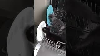 How the inside of a dishwasher works [upl. by Alamat807]