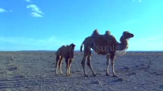 Camel and Calf Walking In the Desert [upl. by Celie]