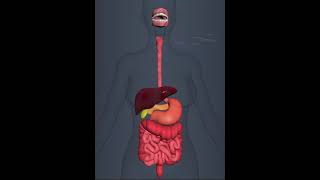 Human Digestive system 3D Animation [upl. by Ferdinanda]