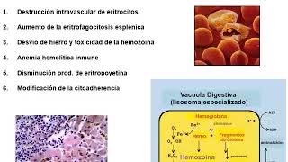 Seminario 7 PARTE 2 Apicomplexa [upl. by Busch]