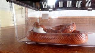 Blood red corn snake hits mouse hard Corn snakes for beginners  Feeding pet snakes [upl. by Adalheid]