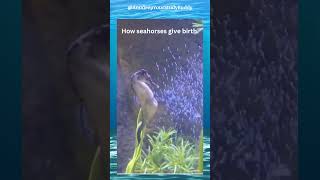 male seahorse gives birth  Fascinating Reproductive Behavior seahorses nature oceanlife gk [upl. by Justina58]