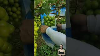 Shine Muscat Japanese green grapes 🍇 shorts harvesting fruit farm grape [upl. by Terrej]