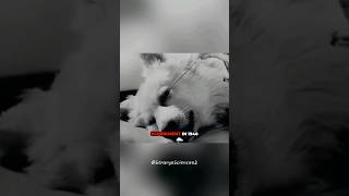 Scary Russian dog experiment 🤯 experiment animals [upl. by Hilbert]