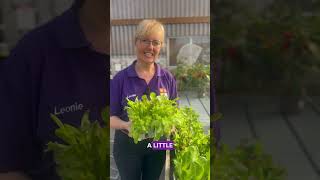 How to Grow Your Own Fresh Winter Veggies  Horkans Garden Centre [upl. by Aneet]